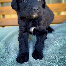 Bernedoodle and Siberian Husky Puppies from Timberline Paws