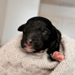 Borealis, Boy - Black and white male Bernedoodle puppy in Maricopa, Arizona from Desert Ridge Doodles