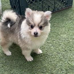 Tinsel - Gray and white female Pomsky puppy in La Verne, California from Red Cedar Pomskies