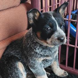 2nd choice of 2 girls - Blue female Australian Cattle Dog puppy in Dalton, Pennsylvania from Whiteduck Mountain Kennel AKC Australian Cattle Dogs and AKC Fox Red Labrador Retrievers
