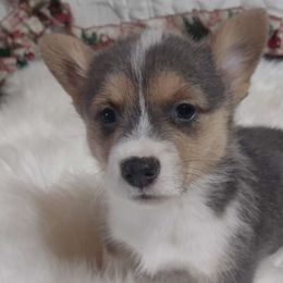 Myra - Pembroke Welsh Corgi puppy from Robbie's Hobby Corgi's