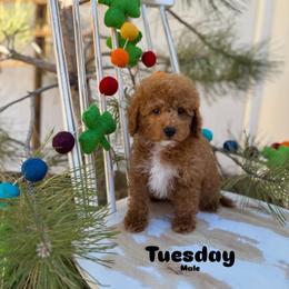Bernedoodle, Cavalier King Charles Spaniel, Cavapoo, Goldendoodle, and Poodle Puppies from Gypsi Doodles & Poodles LLC.