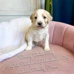 Timmy Tooter Bug English Teddybear - Parti male Goldendoodle puppy in Grove, Oklahoma from Guinn Family Farms