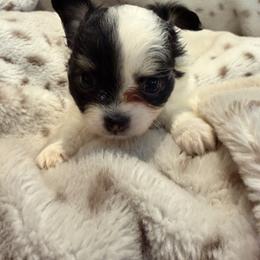 Brody - Black and white male Chihuahua puppy in New Bedford, Massachusetts from Roark Pack Chihuahua's & Pomsky's