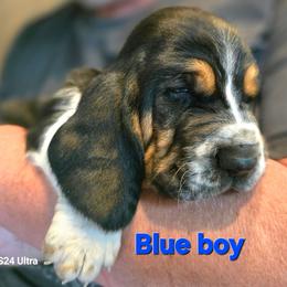 Blue boy - Black tan and white male Basset Hound puppy in Flint, Michigan from Vehicle City's Great Danes, Bulldogs, and Cocker Spaniels