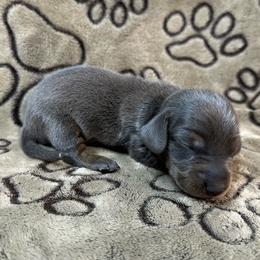 Blue Male - Gray (blue) and tan male Dachshund puppy in George West, Texas from Rockin M Kennel