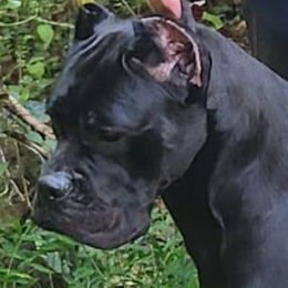 Cellar - Cane Corso
