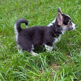 Pembroke Welsh Corgis from Pordr Corgis