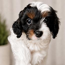 Scarlett - Tri-color female Cavapoo puppy in Saratoga Springs, Utah from Joyler Puppies