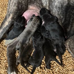 Female 2 - Black female Cane Corso puppy in Cashion, Oklahoma from APEXOK Cane Corsos LLC