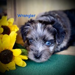 Wrangler - Blue merle male Miniature Australian Shepherd puppy in Chino Valley, Arizona from BlueZion Aussies