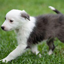 Border Collie Puppies from High Point Border Collies