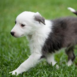 Border Collie Puppies from High Point Border Collies