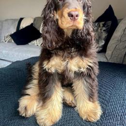 Sammy - Cocker Spaniel