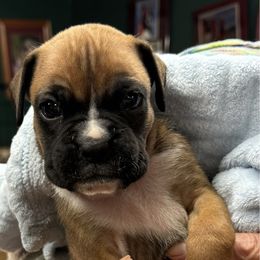 Macchiato - Fawn male Boxer puppy in Elyria, Ohio from Just-A-Wyn Boxers