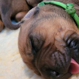 Rhodesian Ridgeback Puppies from Churchill Rhodesian Ridgebacks
