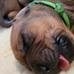 Rhodesian Ridgeback Puppies from Churchill Rhodesian Ridgebacks