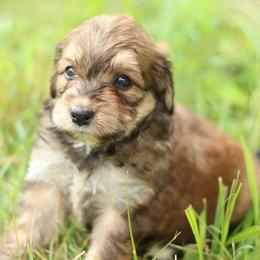 Twix - Sable female Aussiedoodle puppy in Orleans, Indiana from Mae Blossom Puppies