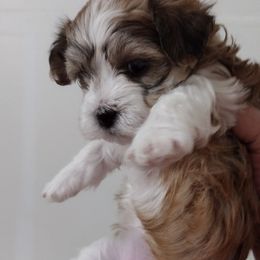 Lucy - Red sable female Havanese puppy in Cleveland, Texas from 7th Heaven Havanese of Texas