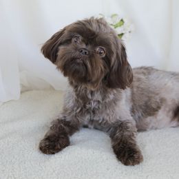 Mabel - Shih Tzu