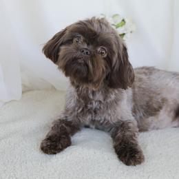 Mabel - Shih Tzu