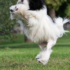 Lowchen Puppies from Dragonne Lowchen