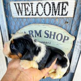 Macy - Tri-color female Cavalier King Charles Spaniel puppy in Charity, Missouri from Missouri. Cavaliers