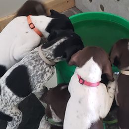German Shorthaired Pointer Puppies from Magnolia Farm and Kennel