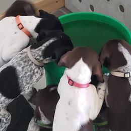 German Shorthaired Pointer Puppies from Magnolia Farm and Kennel