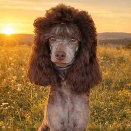 Frankie - Poodle