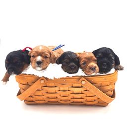 Cavapoo puppies from Mc Doodles of Texas LLC