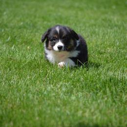 Pembroke Welsh Corgi Puppies from C&G Corgis