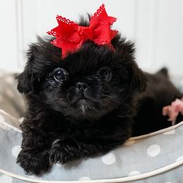 Ava - Black Pekingese puppy in Florida from Premium Pekingese