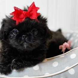 Ava - Black Pekingese puppy in Florida from Premium Pekingese