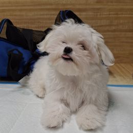 Maltese Puppies from TCBs Glowing Maltese