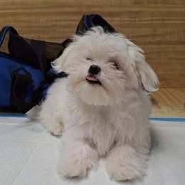 Maltese Puppies from TCBs Glowing Maltese