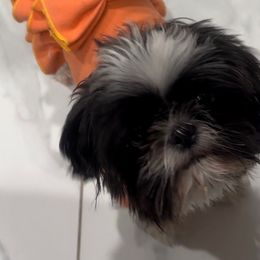 Aya - Shih Tzu