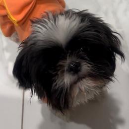 Aya - Shih Tzu