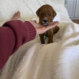 MANGO - Apricot male Goldendoodle puppy in Independence, Oregon from Ankeny Doodles