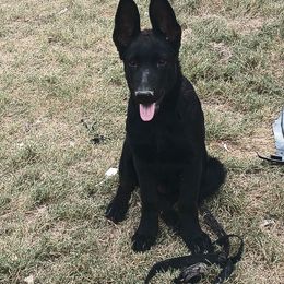 Mystic Lightning - Black seal German Shepherd puppy in Olive Branch, Mississippi from Puppy Love