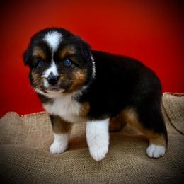Deets - Black tri male Miniature American Shepherd puppy in Valley Springs, California from Raindance Ranch