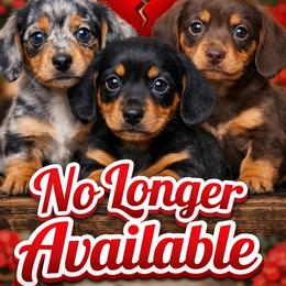 Reggie (red collar) - Cream male Dachshund puppy in Shawnee, Oklahoma from Magic Eagle Miniature Dachshunds