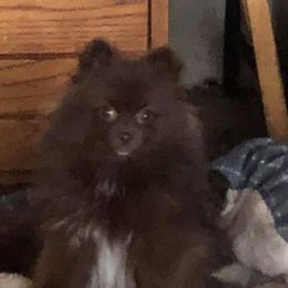 Kaluha - Pomeranian