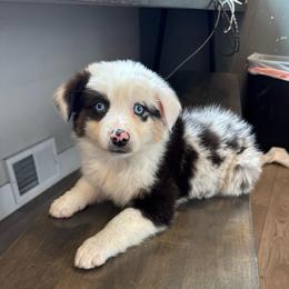 Indigo - Blue merle female Australian Shepherd puppy in Heber City, Utah from Junipersdoodles