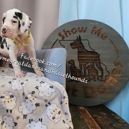 Yellow collar - Harlequin female Great Dane puppy in Alton, Illinois from Show Me Great Danes and Basset Hounds