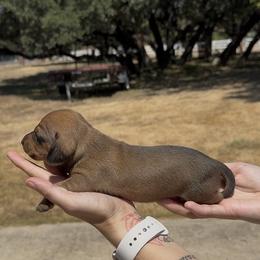 Shaded Red Smooth Female - Red female Dachshund puppy in Killeen, Texas from Southern Dachshunds