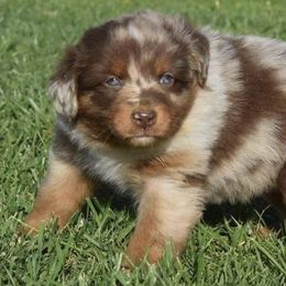 Miniature Australian Shepherds and Toy Australian Shepherds from SF Toy & Miniature Aussie’s