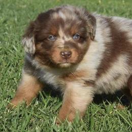 Miniature Australian Shepherds and Toy Australian Shepherds from SF Toy & Miniature Aussie’s
