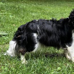 Cavalier King Charles Spaniel Puppies from Primrose Cavaliers