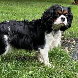 Cavalier King Charles Spaniel Puppies from Primrose Cavaliers